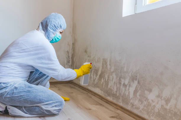 Licensed Mold Remediation service in Middleburg, PA - WQB Mold Removal